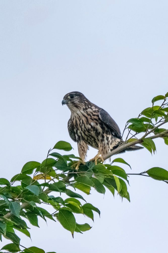 Rapace perché sur une branche en Guadeloupe 