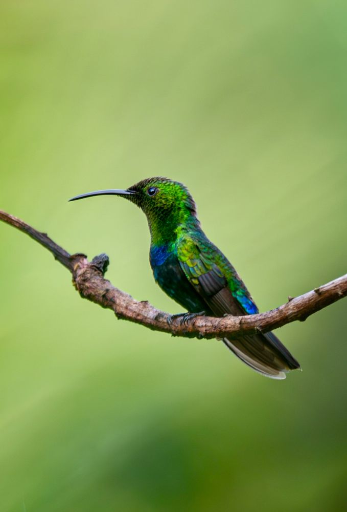 Colibri falle-vert perché sur une branche
