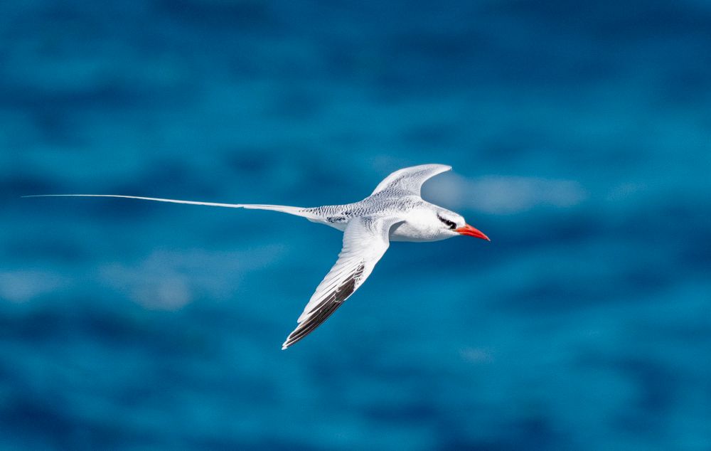 Portrait d’un phaéton à bec rouge avec la mer en fond 