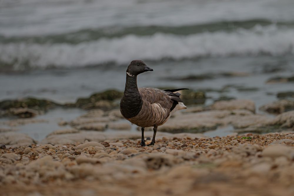 Portrait d'une Bernache Cravant sur la plage