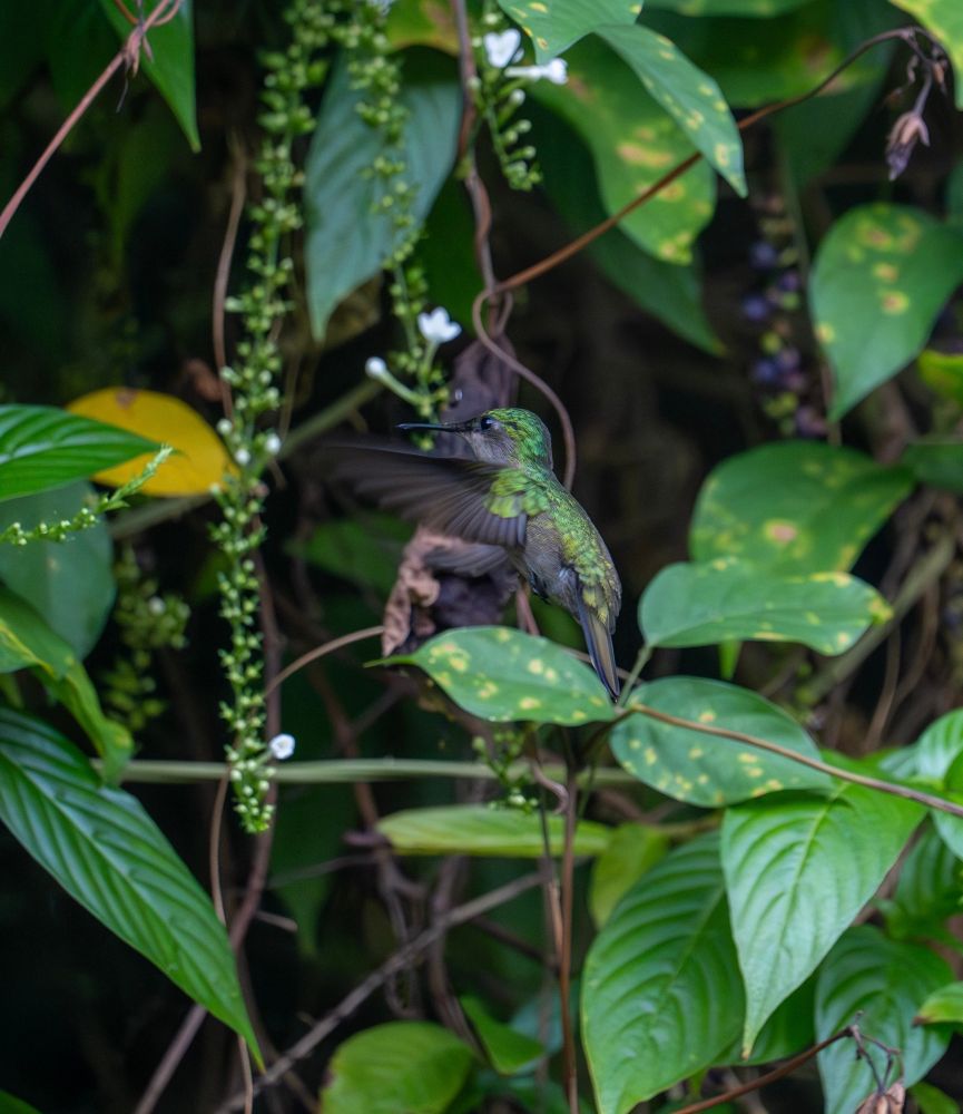 Un portrait de colibri huppé au milieu de la flore tropicale 