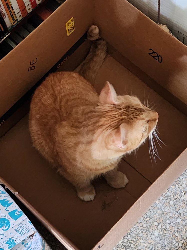 Orange, and orange cat, sits in a cardboard box. He fits well.