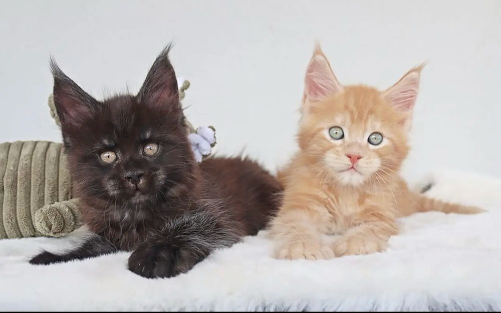 Eine rote und eine schwarze Katze schauen in die Kamera 