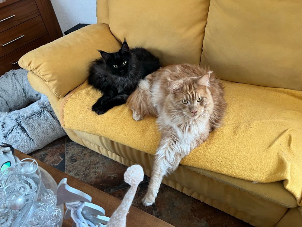 Eine rote und eine schwarze Katze auf der Couch 