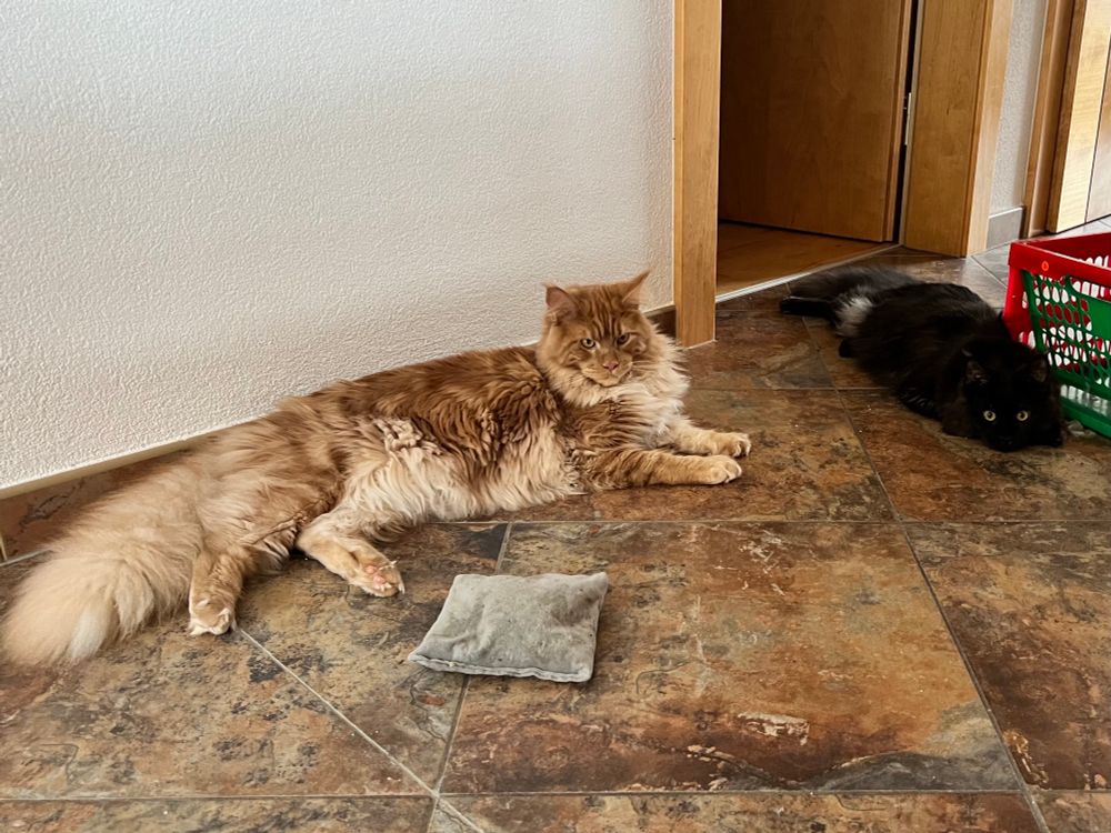 Eine rote und eine schwarze Katze liegen am Fliesenboden