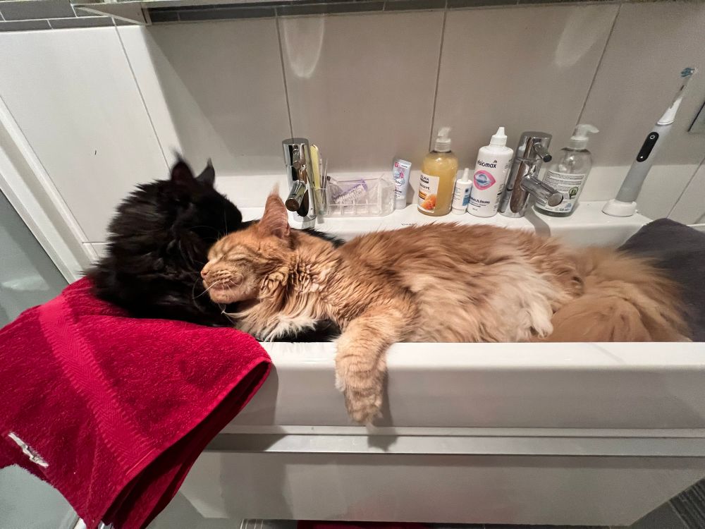 Eine rote und eine schwarze Katze im Waschbecken 