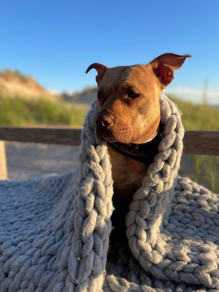 Birdie the pitbull sitting on the deck at golden hour with a knit blanket over her shoulders 