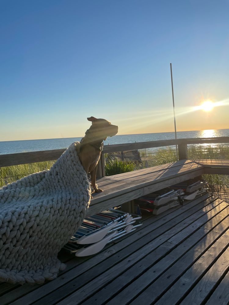 Birdie the pitbull sitting on the deck looking at the lake 