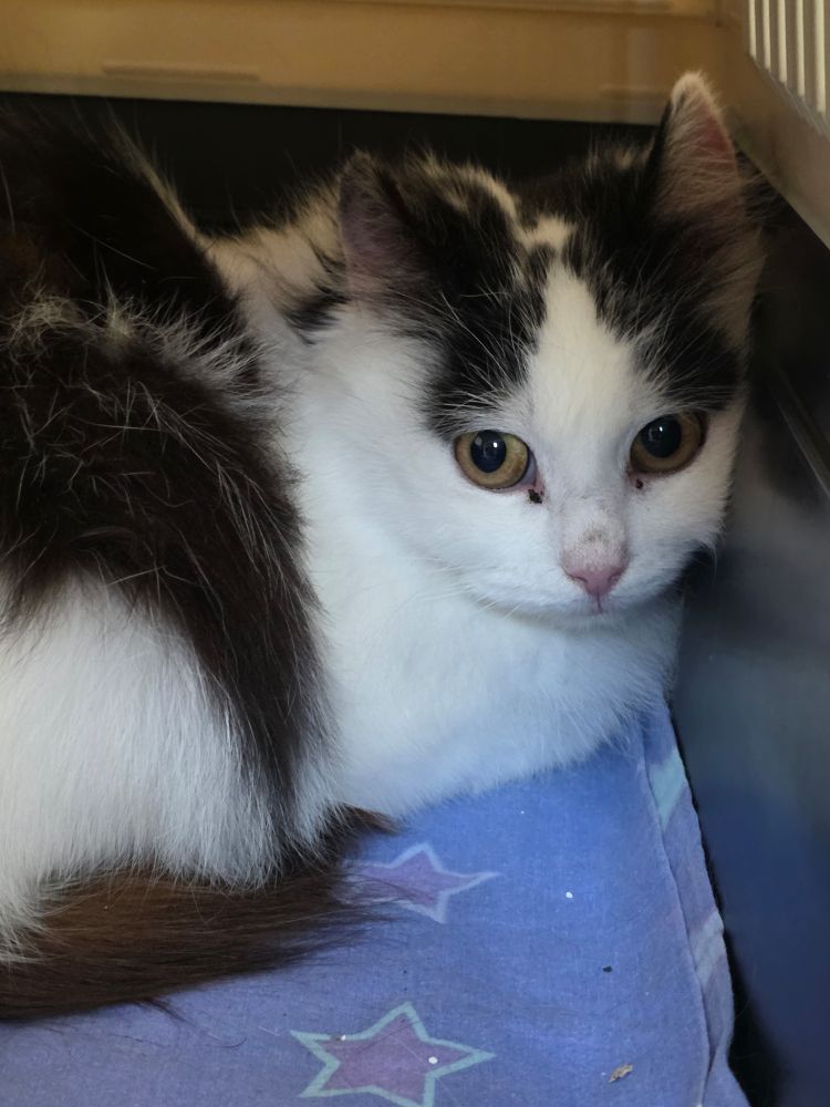 Shy and fluffy young cat with round worried eyes in a carrier after transport. White base color with black markings. She(?) is Oreo