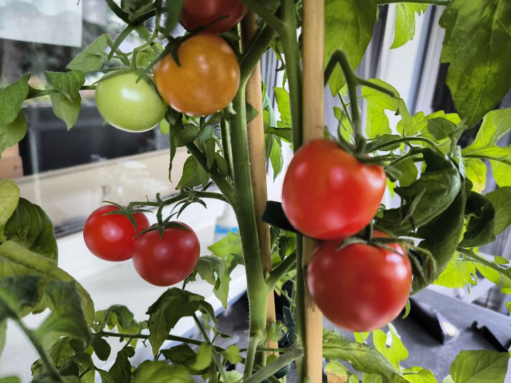 Balcony tomatoes 