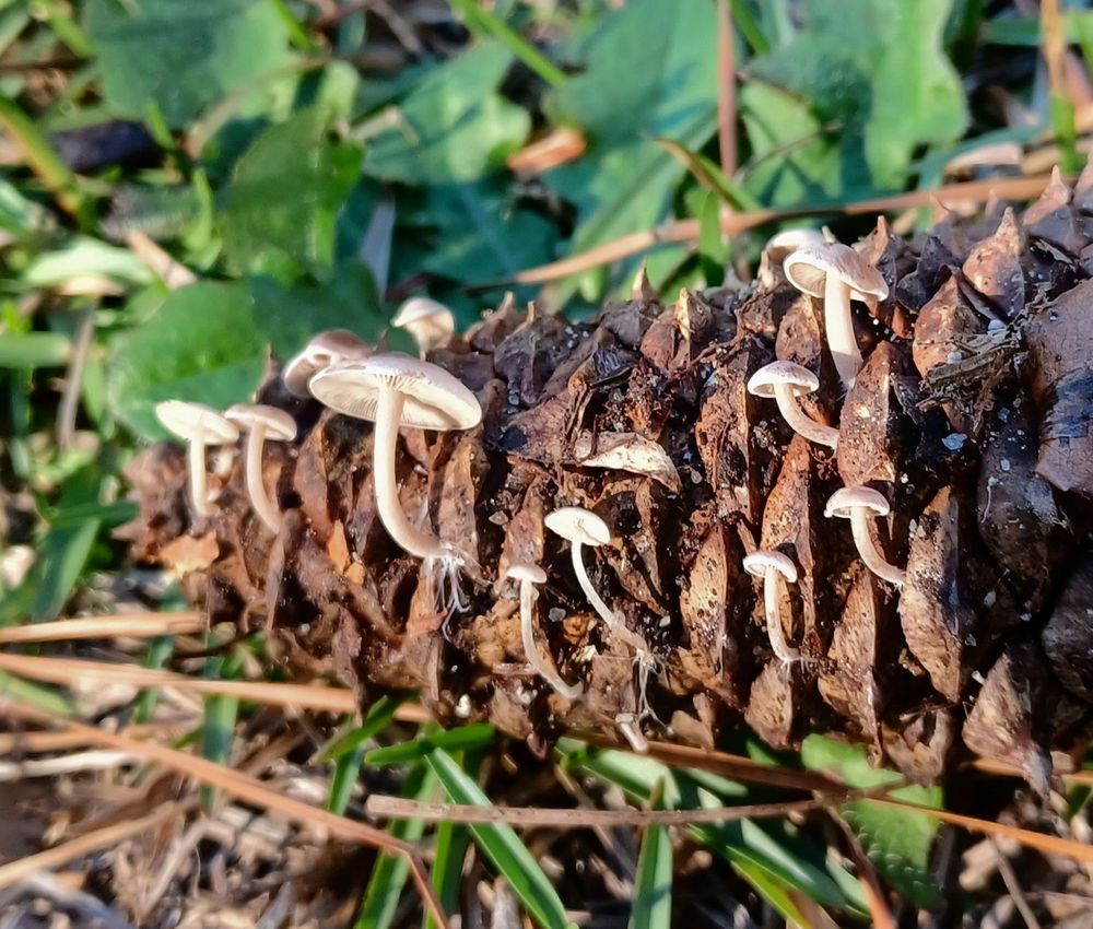 Tiny white mushrooms with long delicate stalks and classic caps growing on an old pine cone.