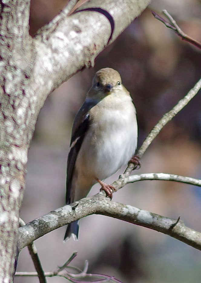 Greenish grey bird on a branch looking right at you!