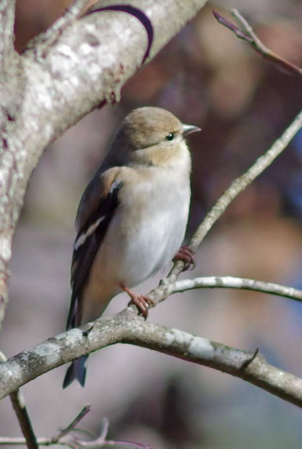 Greenish grey bird perching on a branch. Has one white stripe on wing.