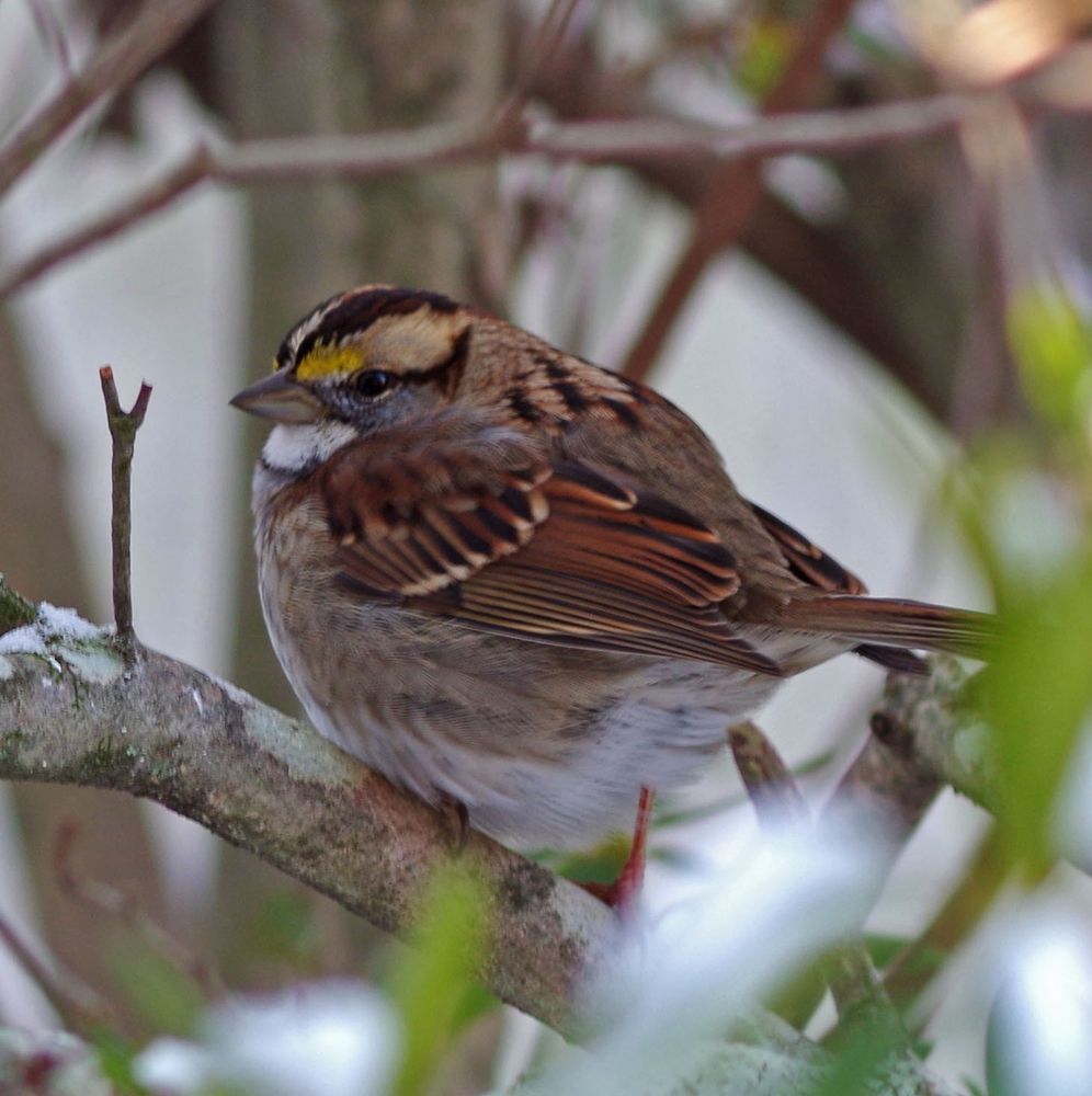 very puffed up white throated sparrow perched on a branch.