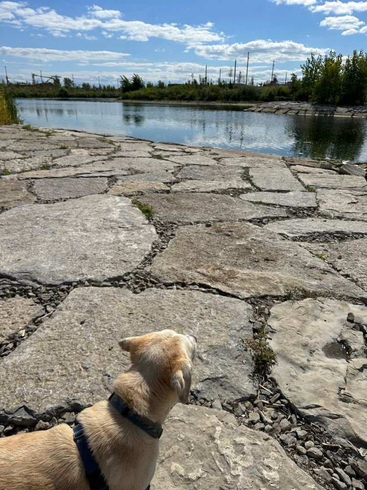 Yellow dog on rocks looking out to water with Toronto skyline in background. 