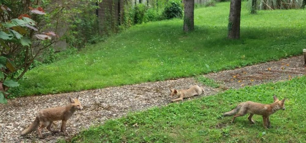 3 renards dans un jardin ,deux sont en mouvement, un est en repos