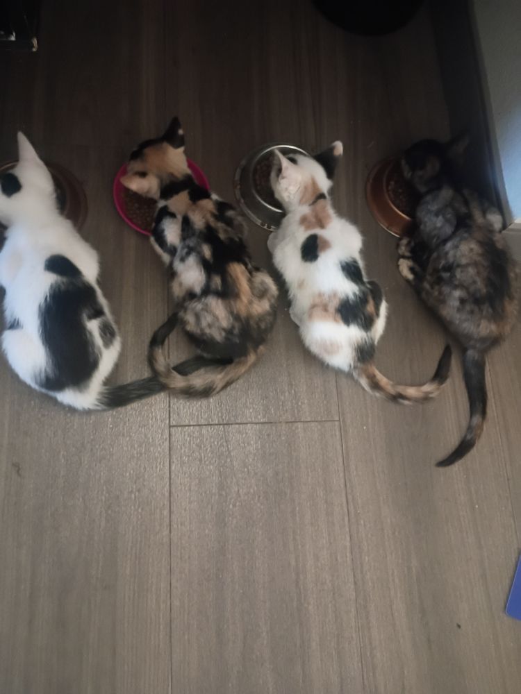 4 kittens eating at their food bowls. One is white with black spots, two are calicos and one is a torti