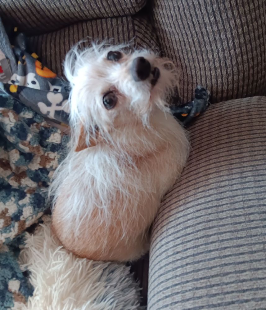 Small tan dog loafing on a brown chair looking like he wants to say something sassy