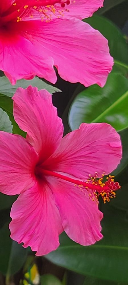 The picture I took of a vibrant hibiscus flower against a green background. 