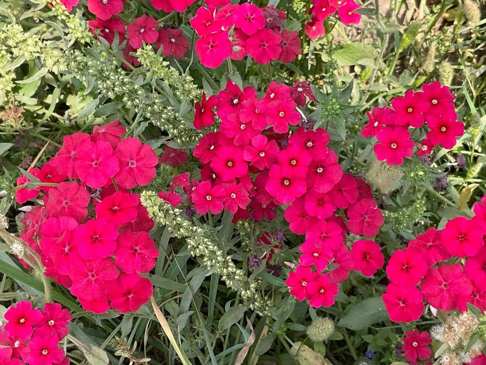 The picture I took shows flowers blooming in clusters,,,, surrounded by green foliage in the wild…