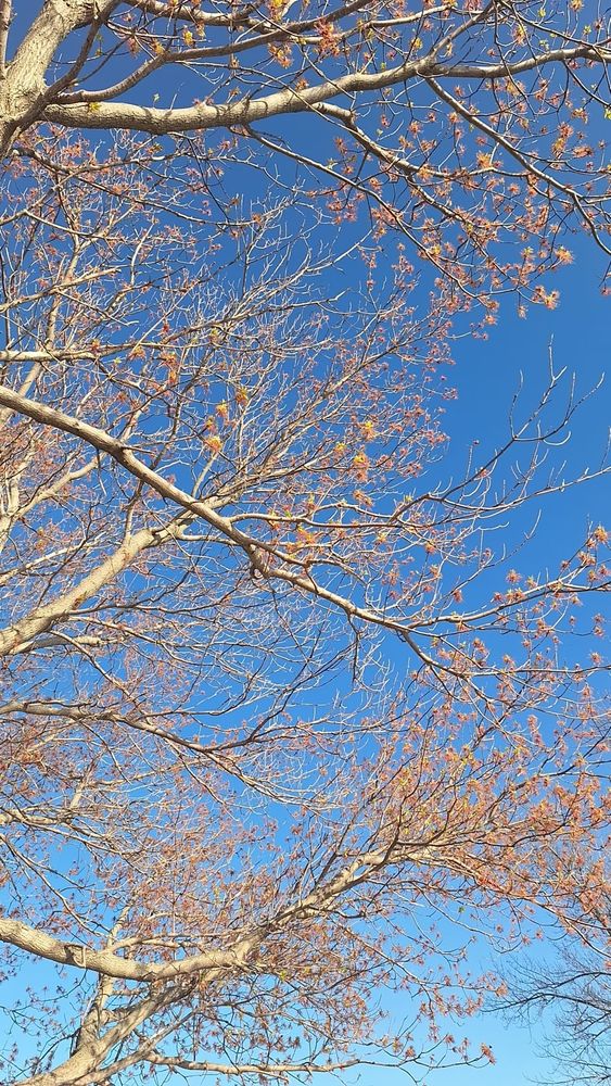 The picture I took shows bare tree branches with scattered golden autumn flowers against a clear blue sky, photographed from below looking upward….