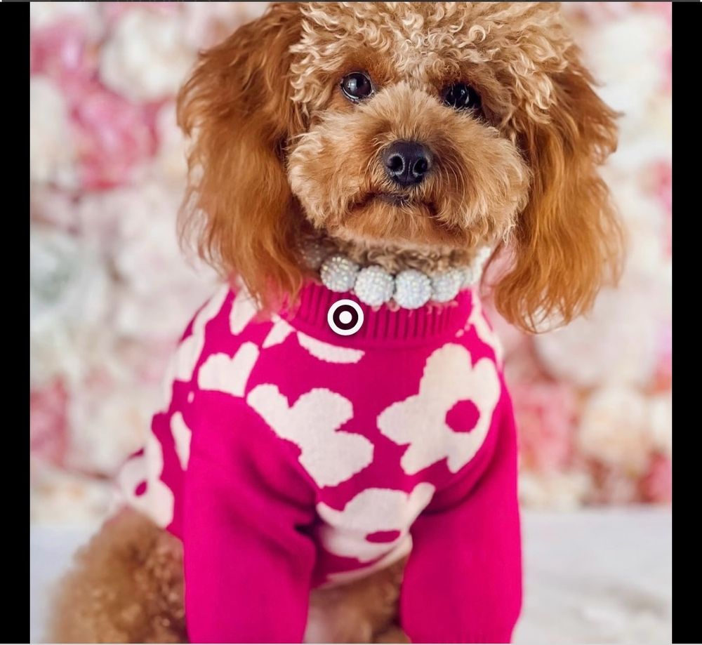 Brown dog I magnet sweater with white flowers. 