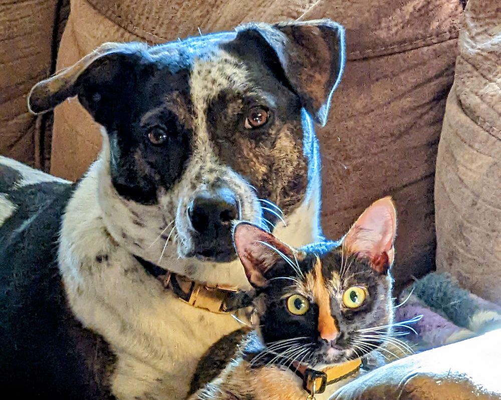 She's a little pit bull, a little collie, a little shepherd, but mostly cattle dog. Bonus tortie cat.