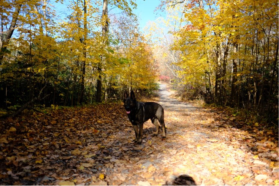 A German shepherd dog in a forest 