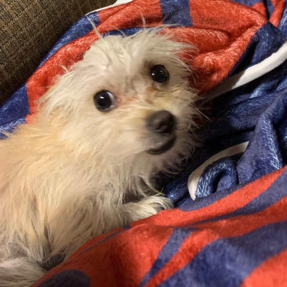 very small shaggy off-white chihuahua mix giving a cute look. not actually a rat