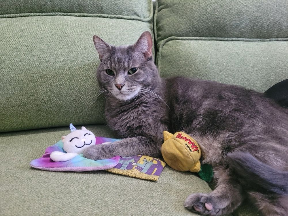 perfect grey cat with unicorn and lemon toys