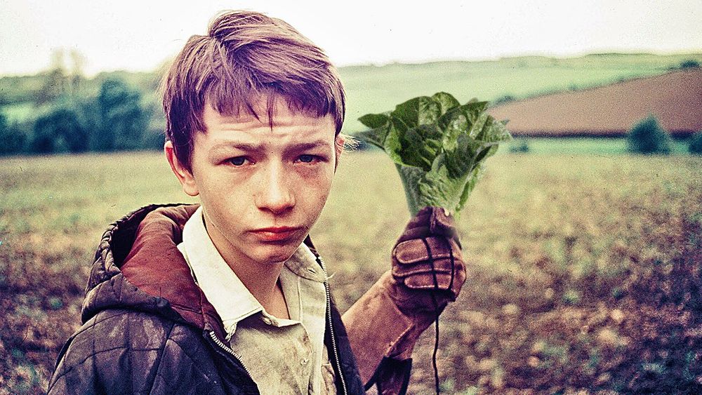 I've replaced Kes the Kestrel with Cos the Cos Lettuce