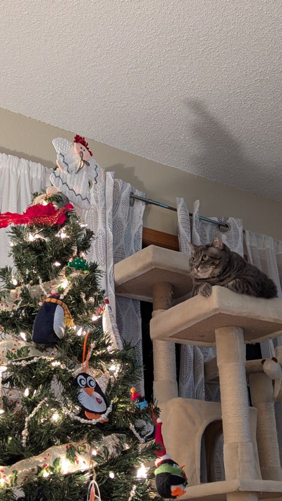 Cat stares at Christmas tree.