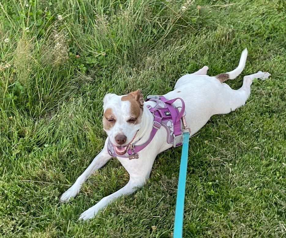 a white dog with brown spots relaxes in a field of dry grass while on a walk. she is very cute.