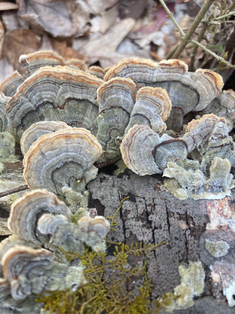 Grey, brown, and black multicolored mushrooms growing out of a log 