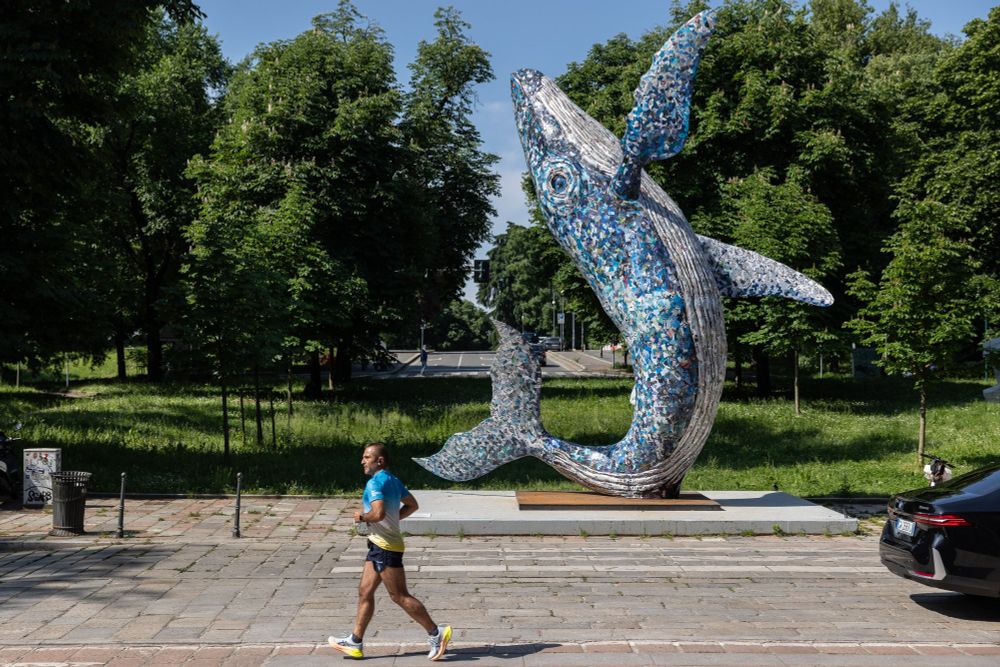 Quasiment décimée par la chasse industrielle, la baleine est devenue l'emblème de la protection des océans. Totem des ONG, ce mammifère marin se retrouve au cœur d'une bataille culturelle sur la manière de considérer les animaux sauvages. 

©Getty - Emanuele Cremaschi