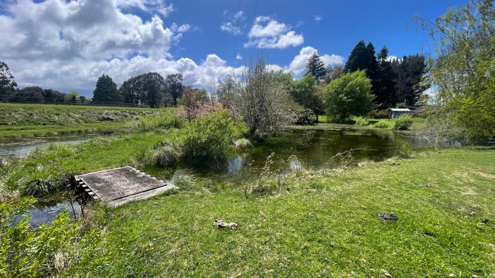 A rural scene near Ohakune. A large pond / small lake with a little island in the middle. The island has three or four blooming apple trees. The sky is blue with a few scudding clouds, mostly white with a bit of grey in the biggest of them. 