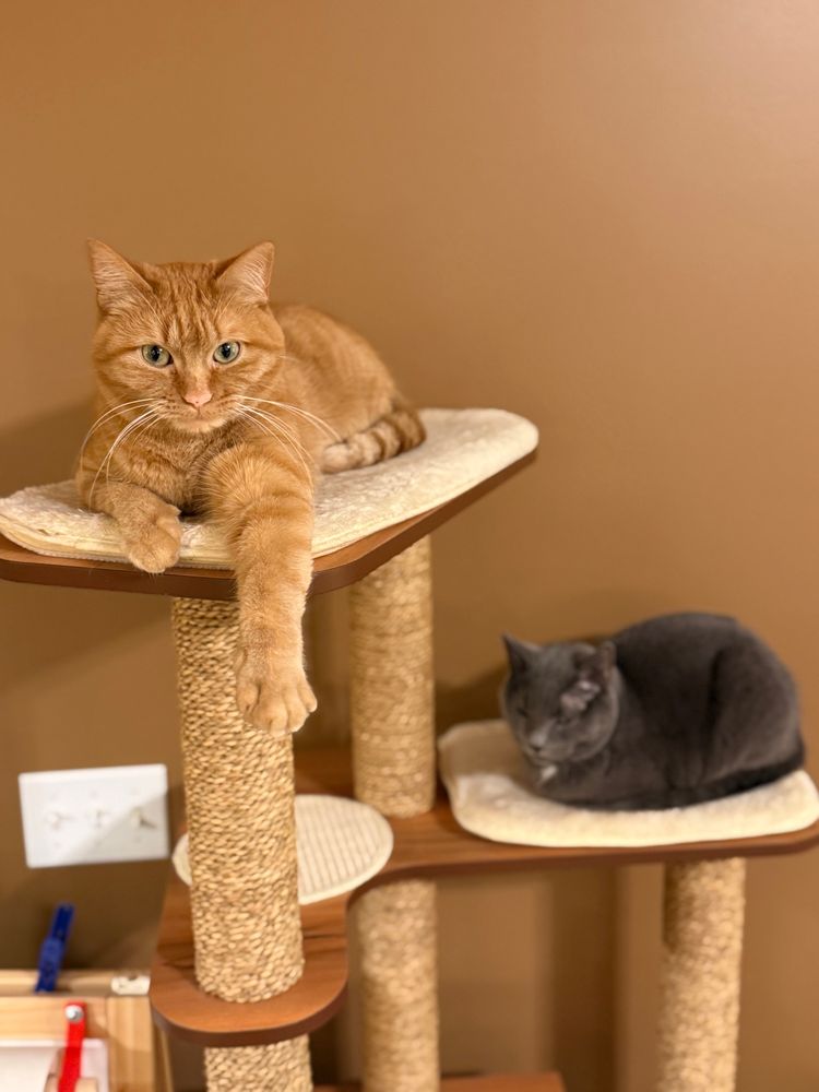 Burnt orange tabby named Andromeda (female) lounges on top of the cat tree, with gray cat the Good good meow Artemis on the level below. 