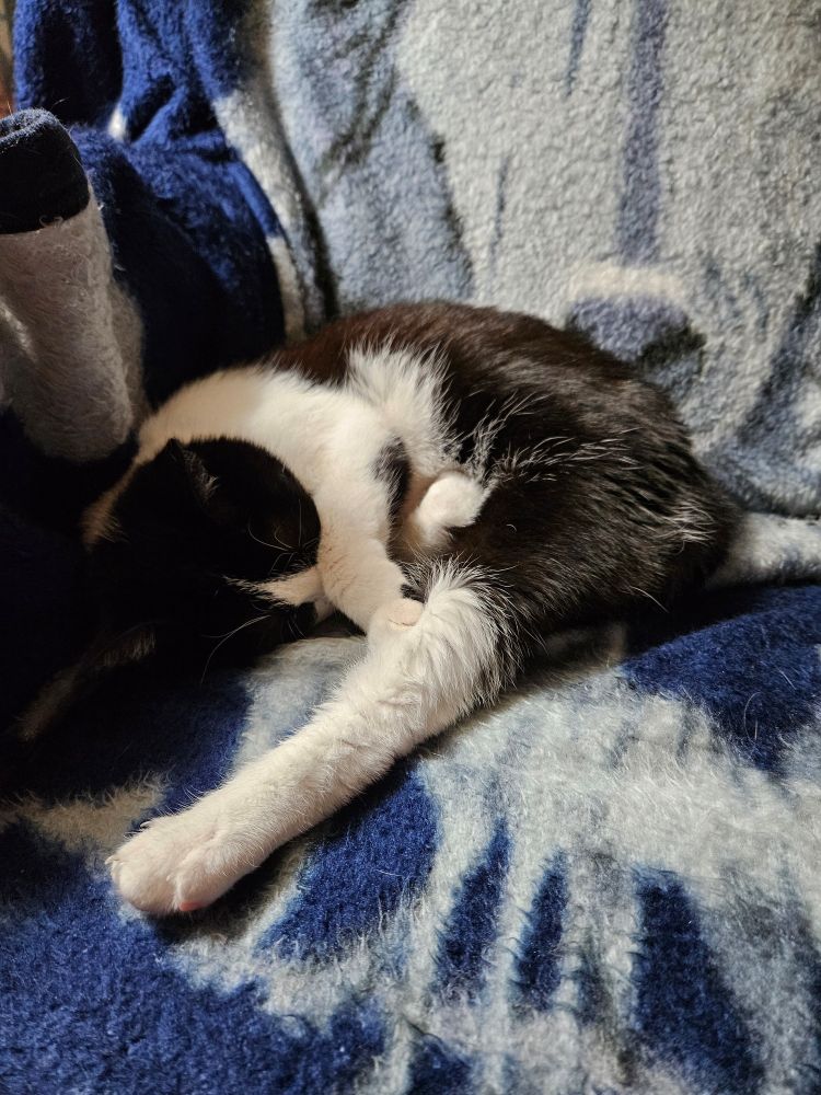 a tuxedo cat is curled into a comfy donut on a fleece blanket but one hind leg is stretched out to max range