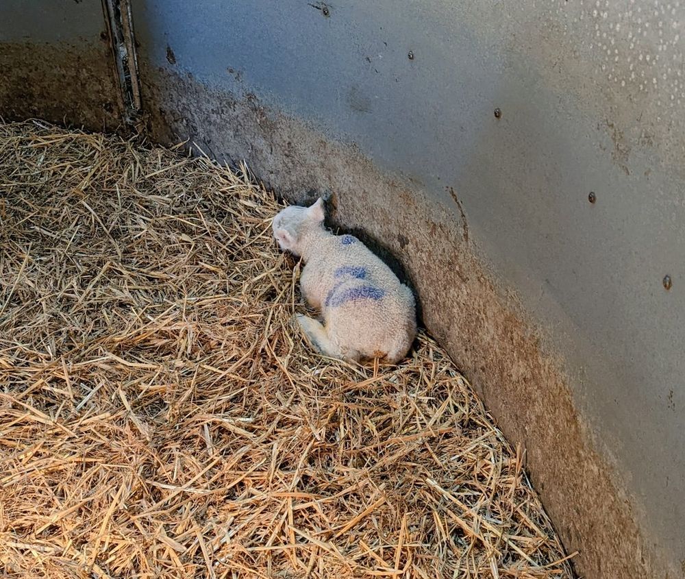 A closeup of Aubergine the sad pet lamb lying in the straw facing away and looking morose