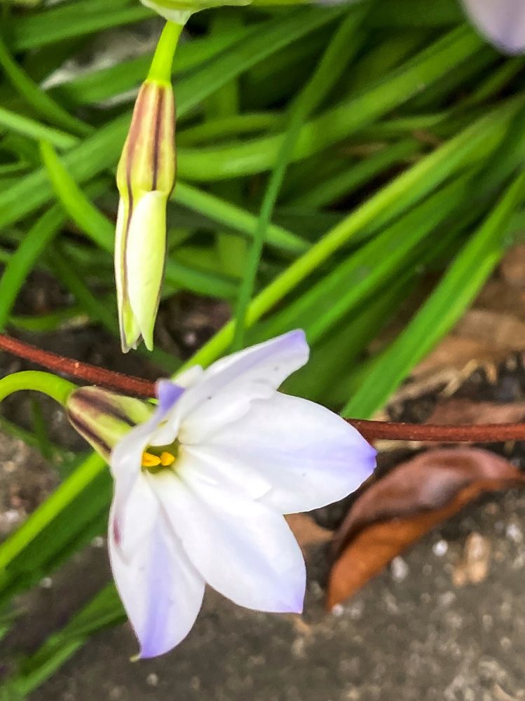 白いハナニラの花とツボミ White springstar flower and bud