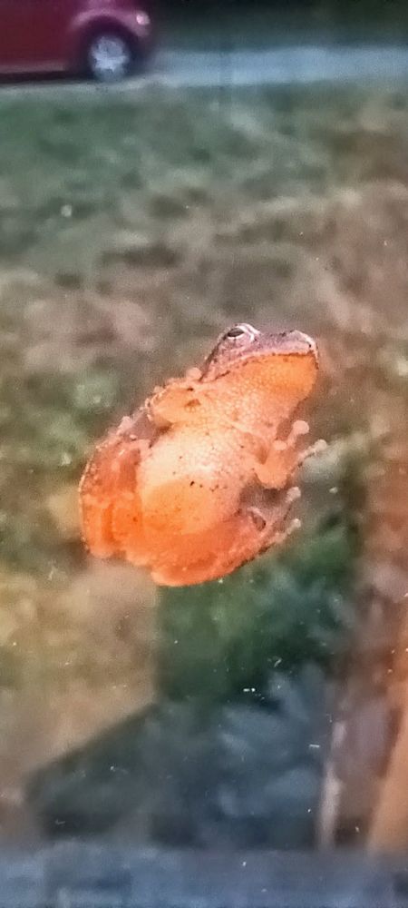 A photograph of a tiny tree frog clinging to the outside of a window, taken from indoors.