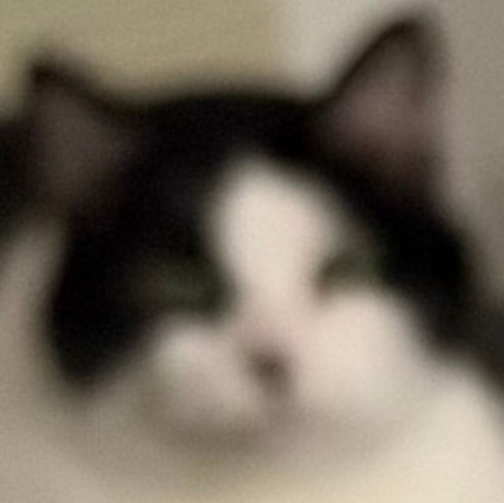 Blurry cat face