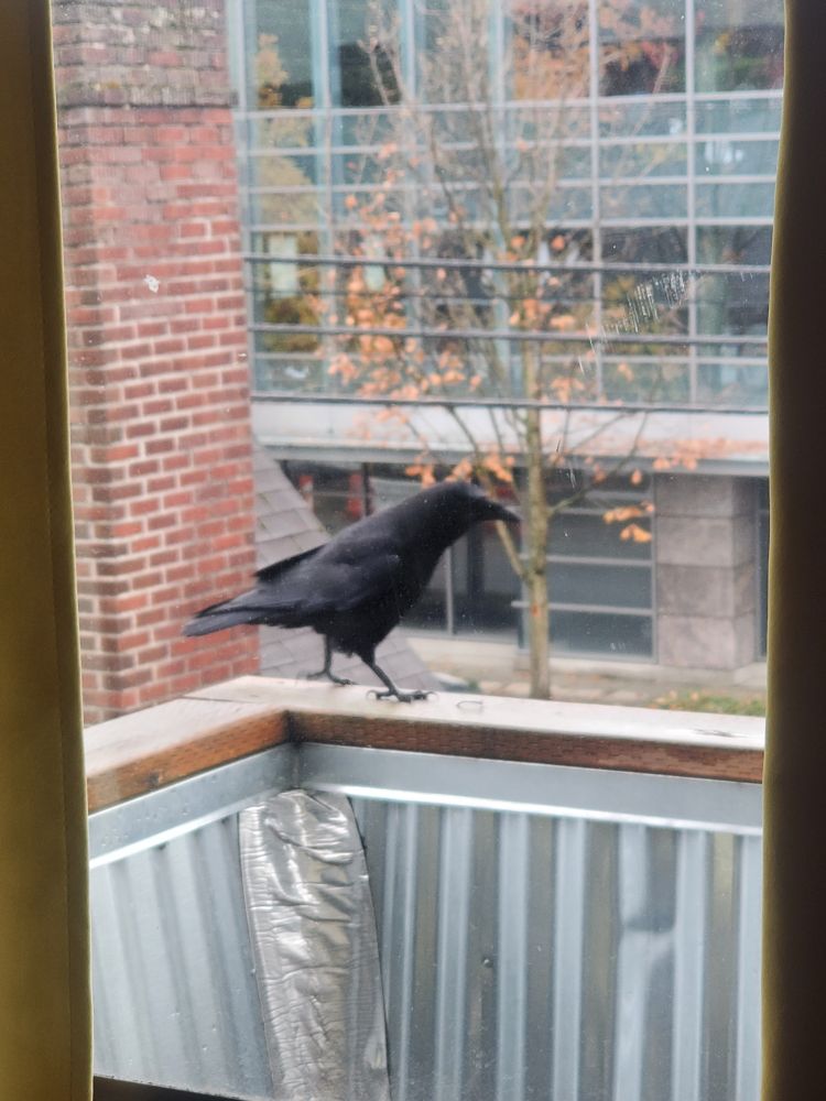 One crow on the ledge moving towards some treats that are not in the picture visually.