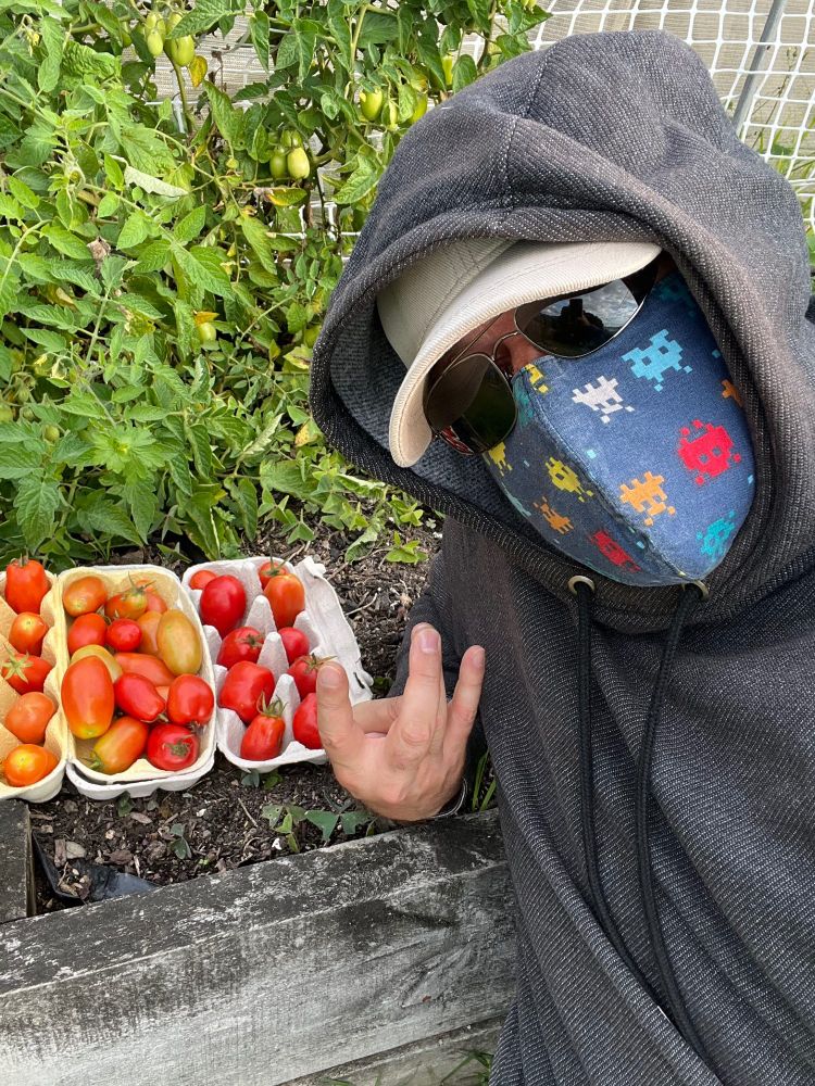 A person completely hidden by a mask, sunglasses and hoodie with about 50 tomatoes in front of a garden