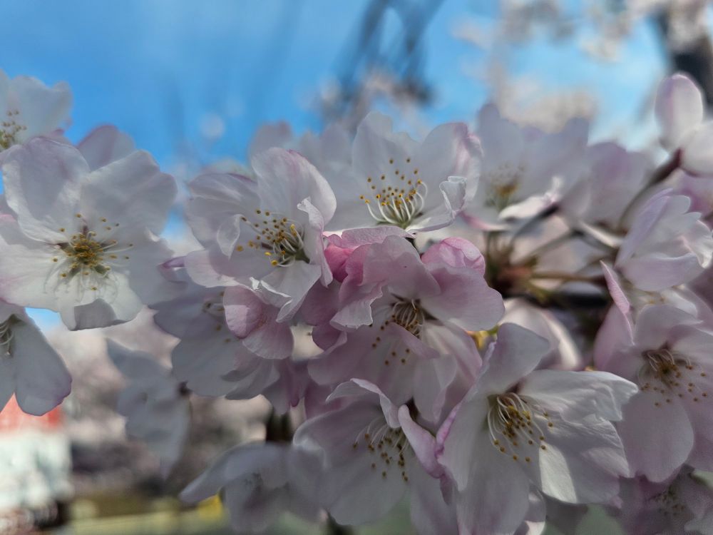 Close up of a cluster of cherry blossoms on a branch