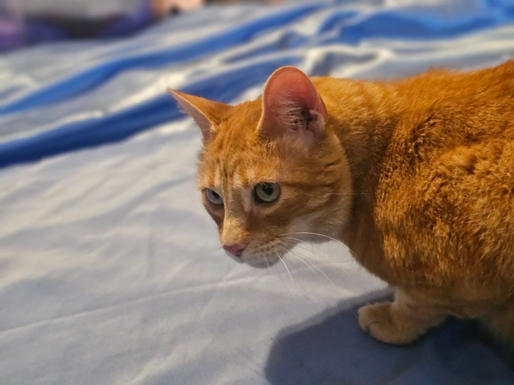 A handsome orange cat lying on blue fabric