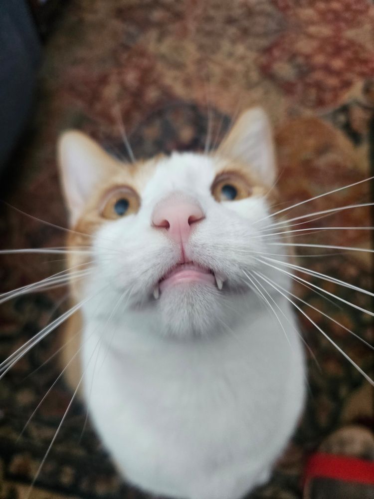 An orange and white cat looking up, with the camera pointed down his little pink nose. The angle and pose makes his adorable face look really silly, especially since you can see his little fangs and his white whiskers are poking out everywhere