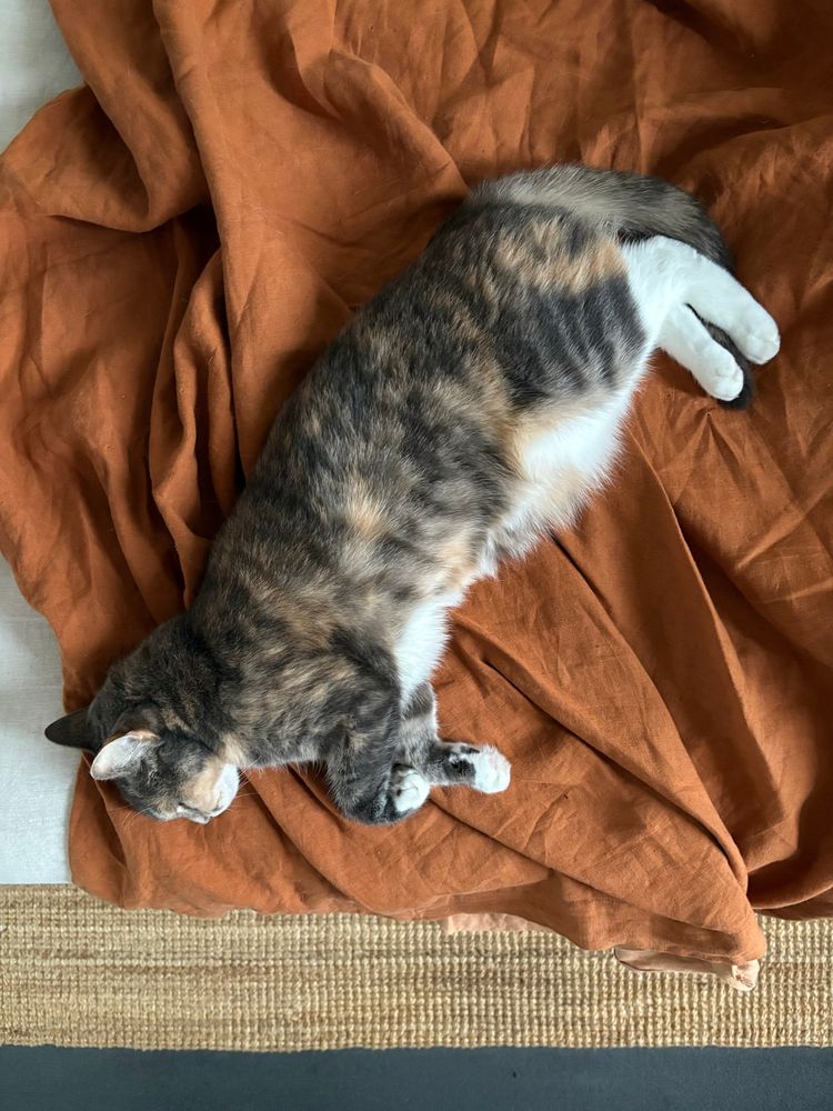 A cat spread out laying on a bed