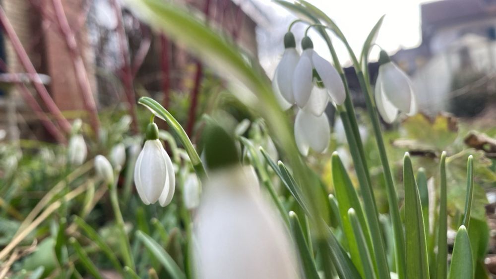 Schneeglöckchen (Galanthus nivalis) in einer Nahaufnahme.