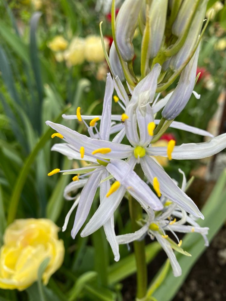 Hellblaue Camassia mit leuchtend gelben Staubbeuteln